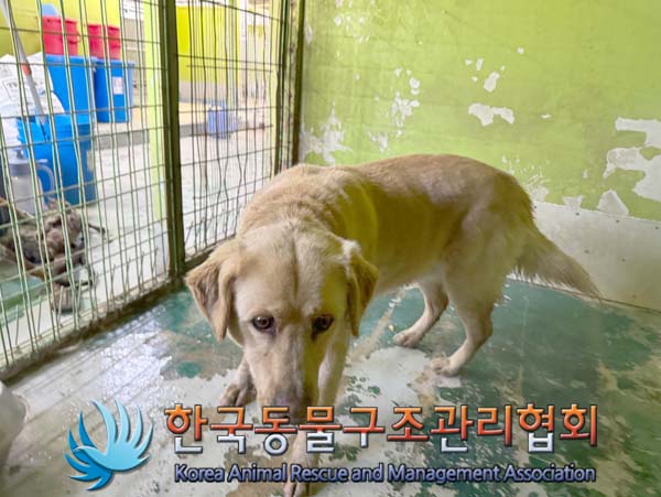 믹스견 이미지 파일 입니다.