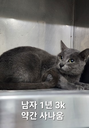러시안 블루 이미지 파일 입니다.
