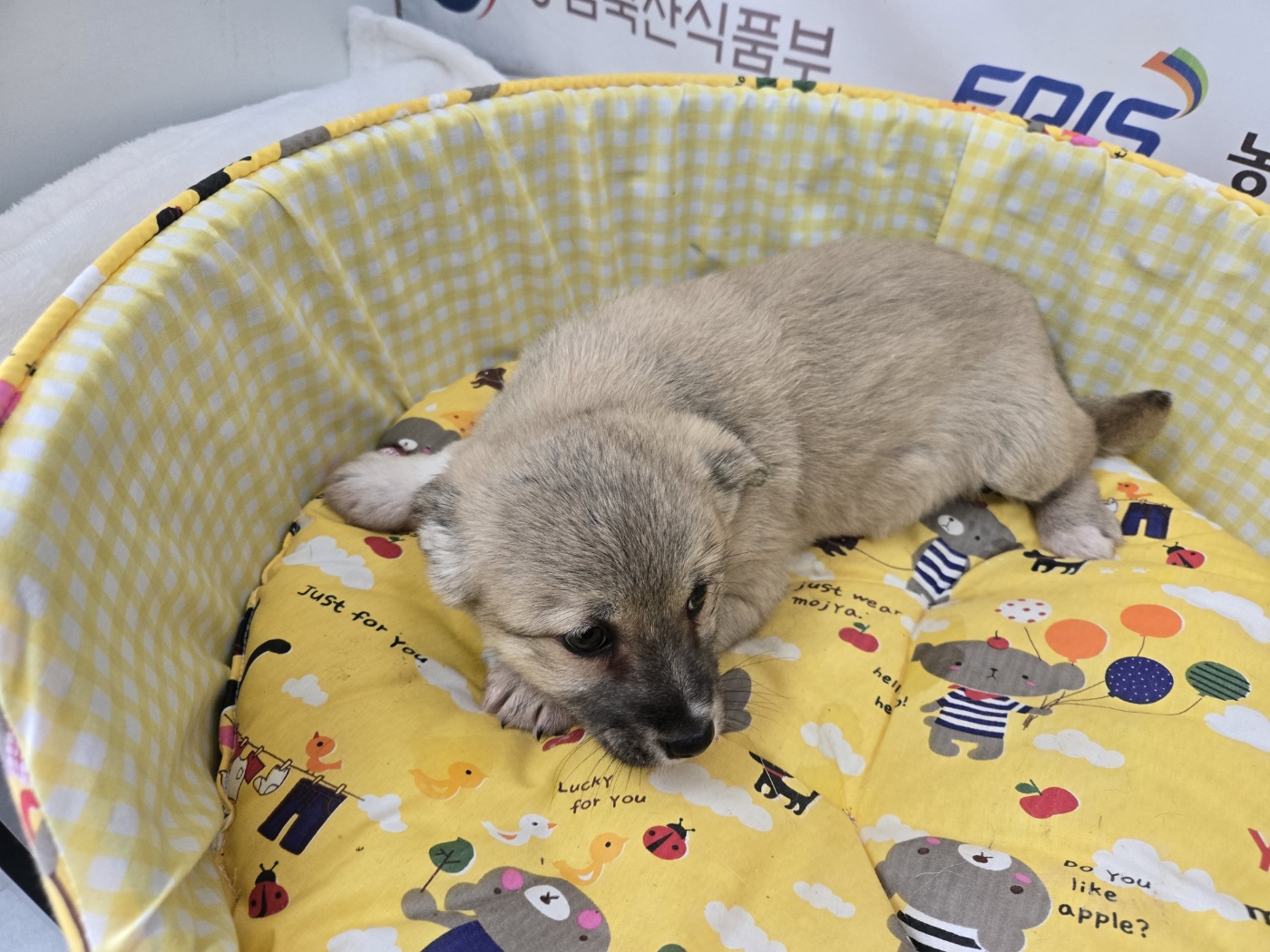 믹스견 이미지 파일 입니다.