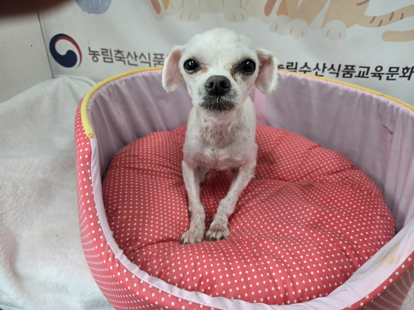믹스견 이미지 파일 입니다.