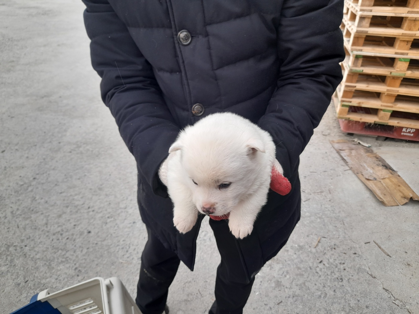믹스견 이미지 파일 입니다.