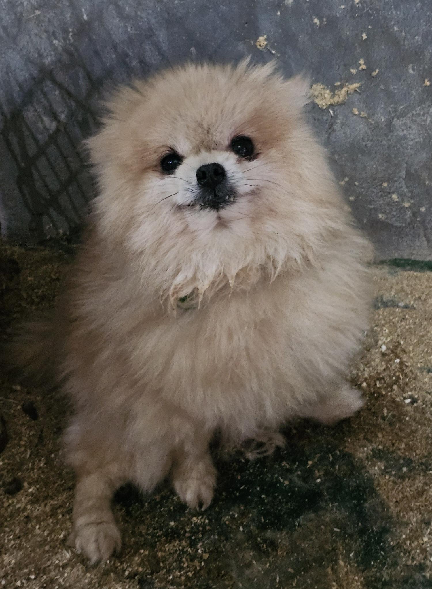 믹스견 이미지 파일 입니다.
