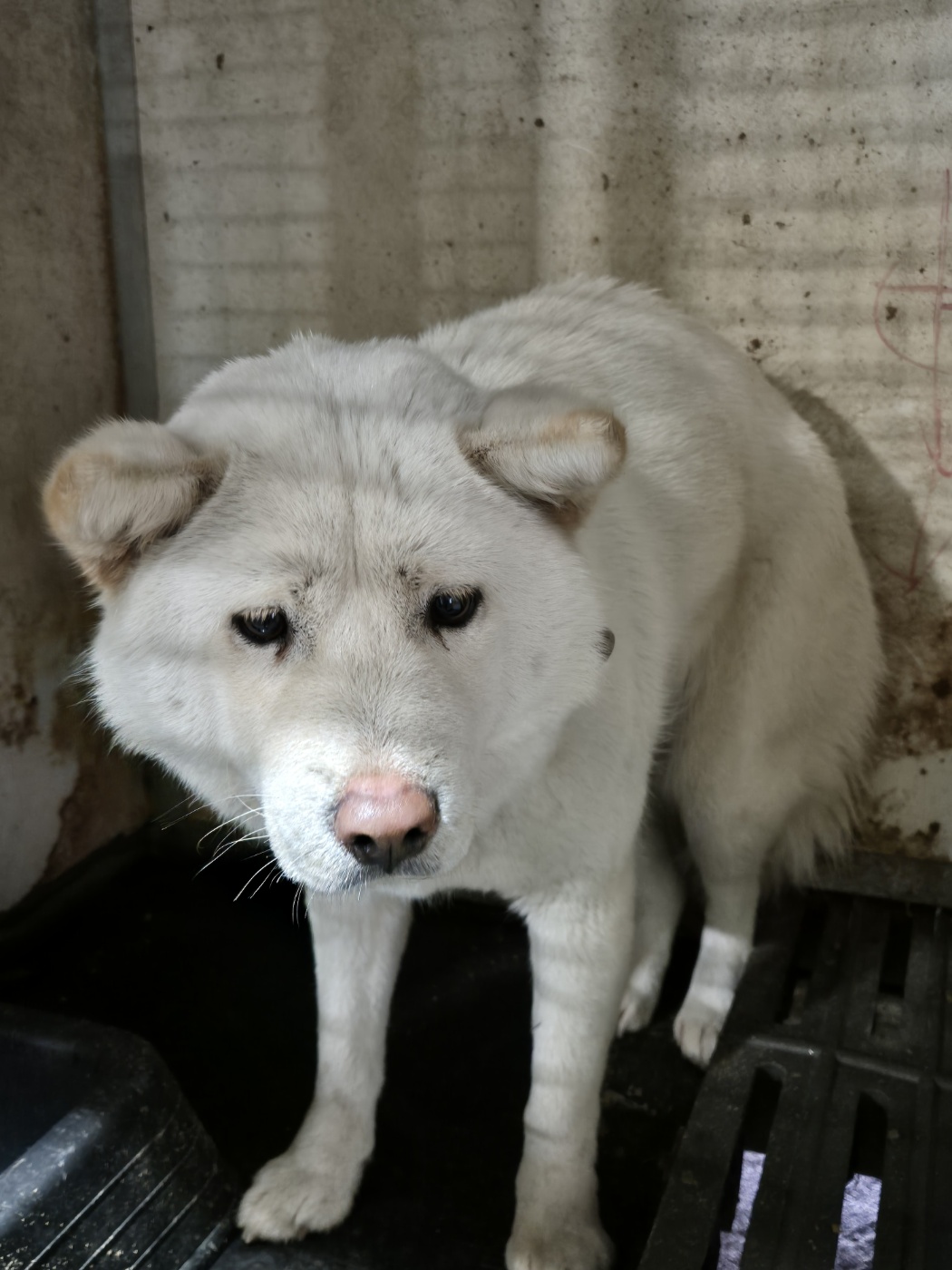 믹스견 이미지 파일 입니다.