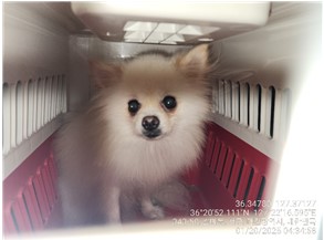 포메라니안 이미지 파일 입니다.