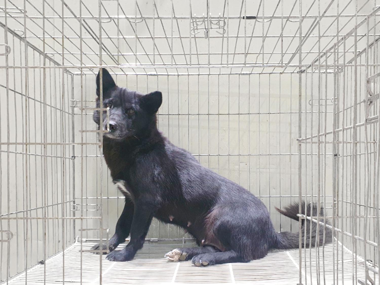 믹스견 이미지 파일 입니다.