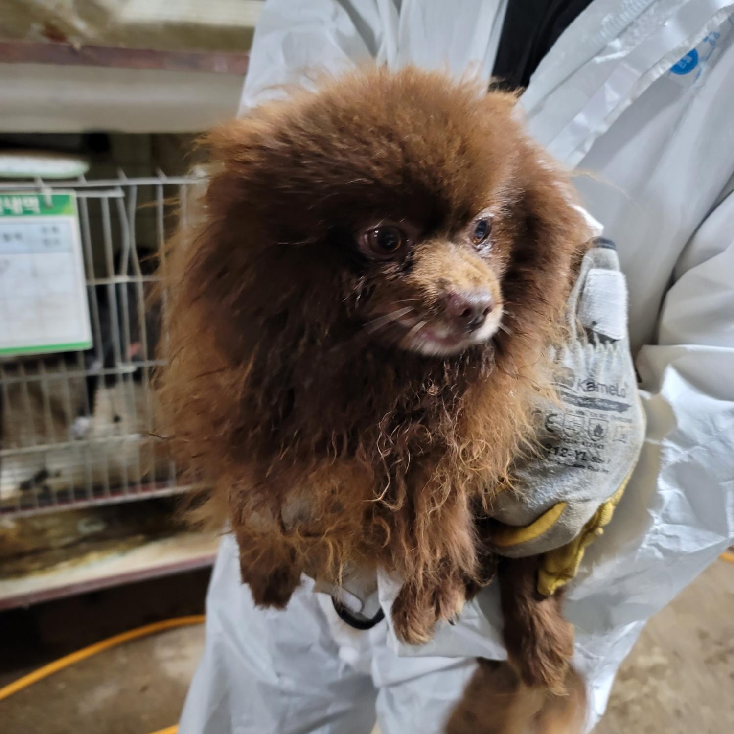 포메라니안 이미지 파일 입니다.