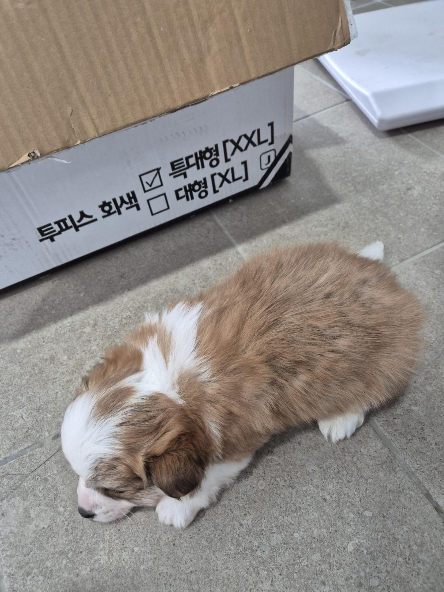 믹스견 이미지 파일 입니다.
