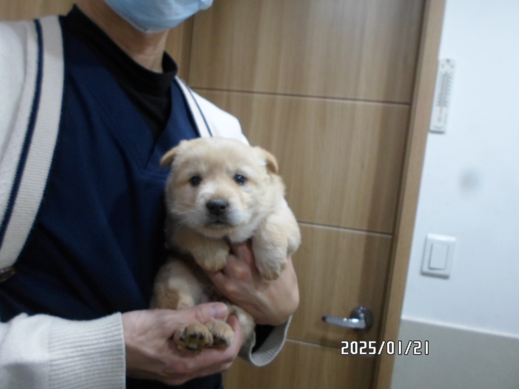 믹스견 이미지 파일 입니다.