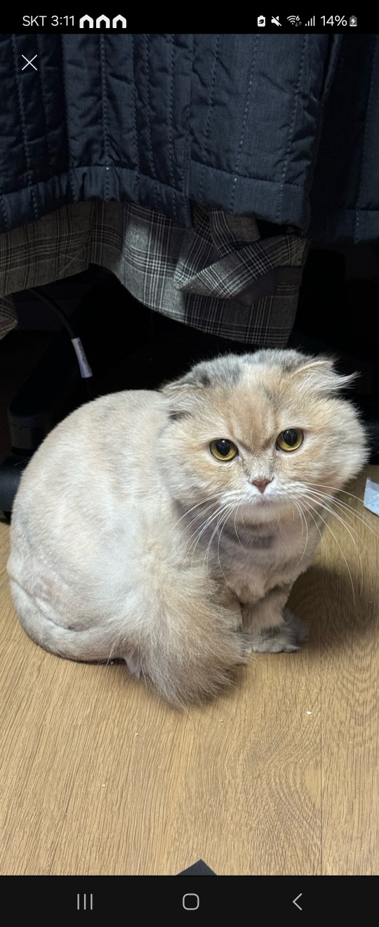 스코티시폴드 이미지 파일 입니다.