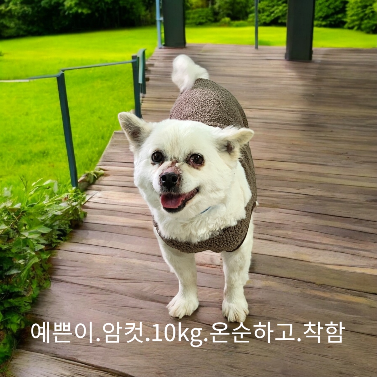 믹스견 이미지 파일 입니다.