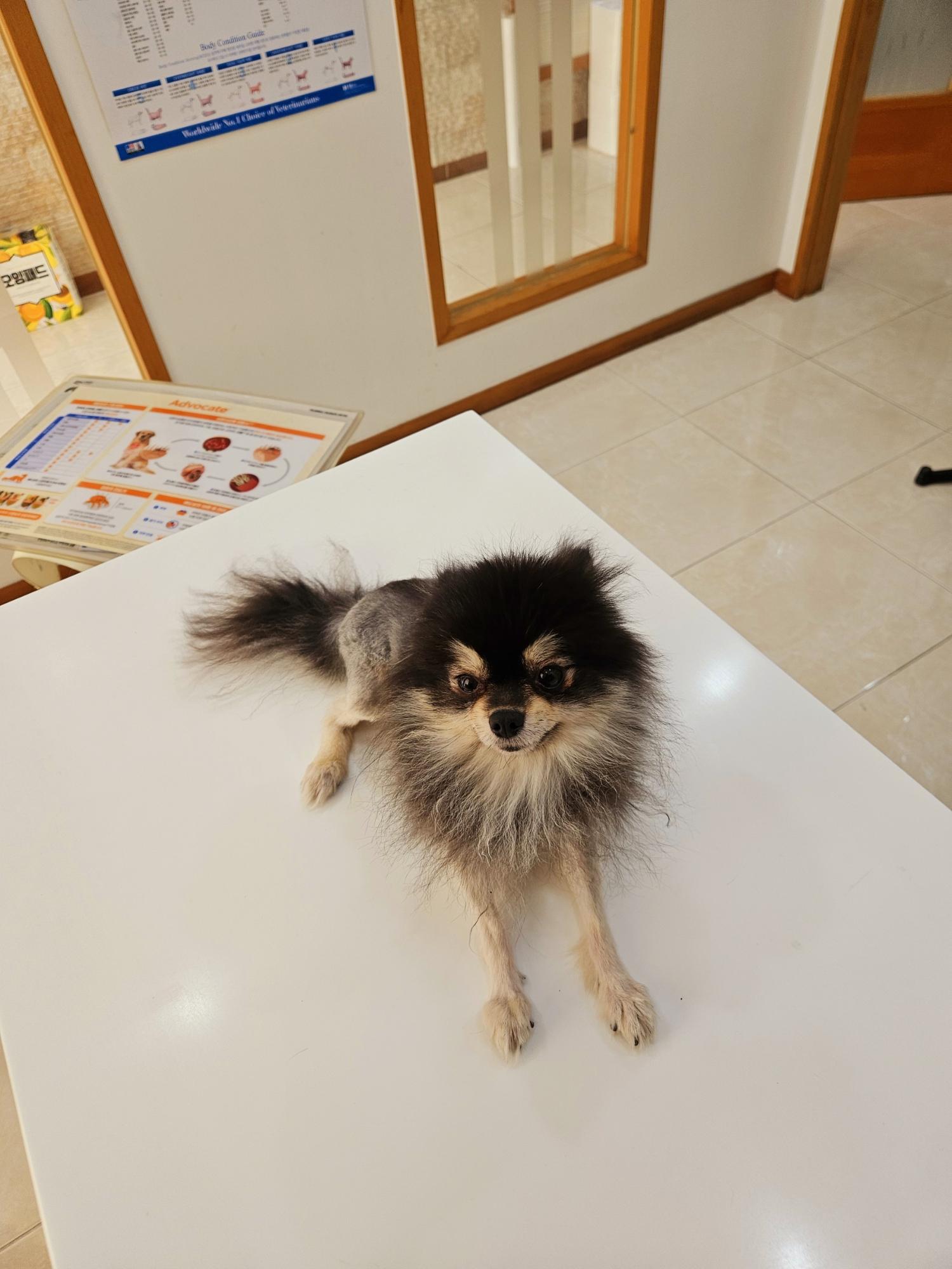 포메라니안 이미지 파일 입니다.