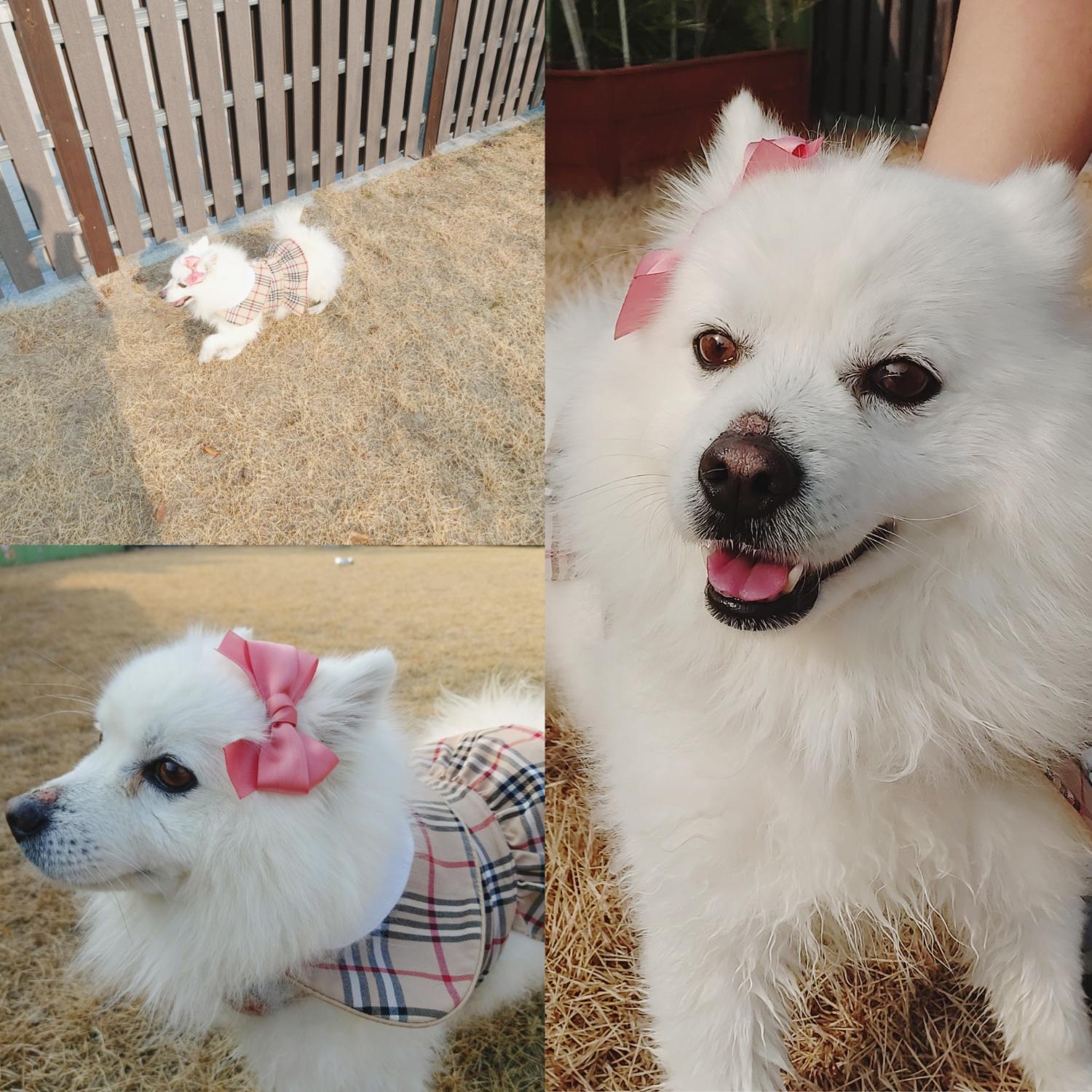 스피츠 이미지 파일 입니다.