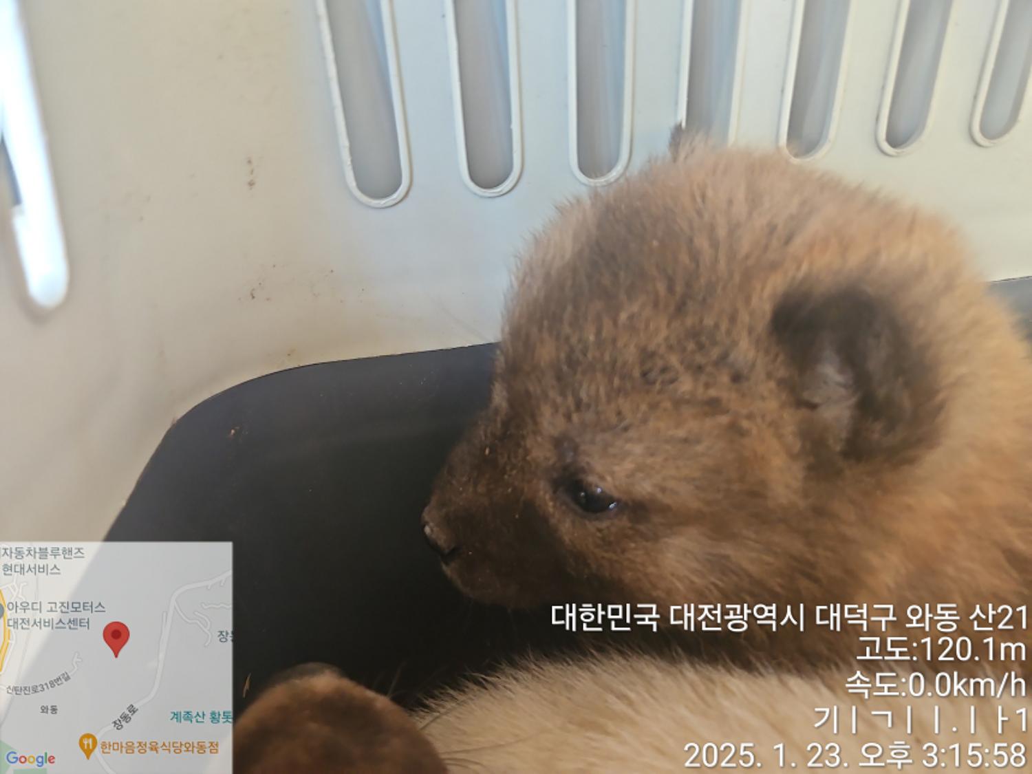 믹스견 이미지 파일 입니다.