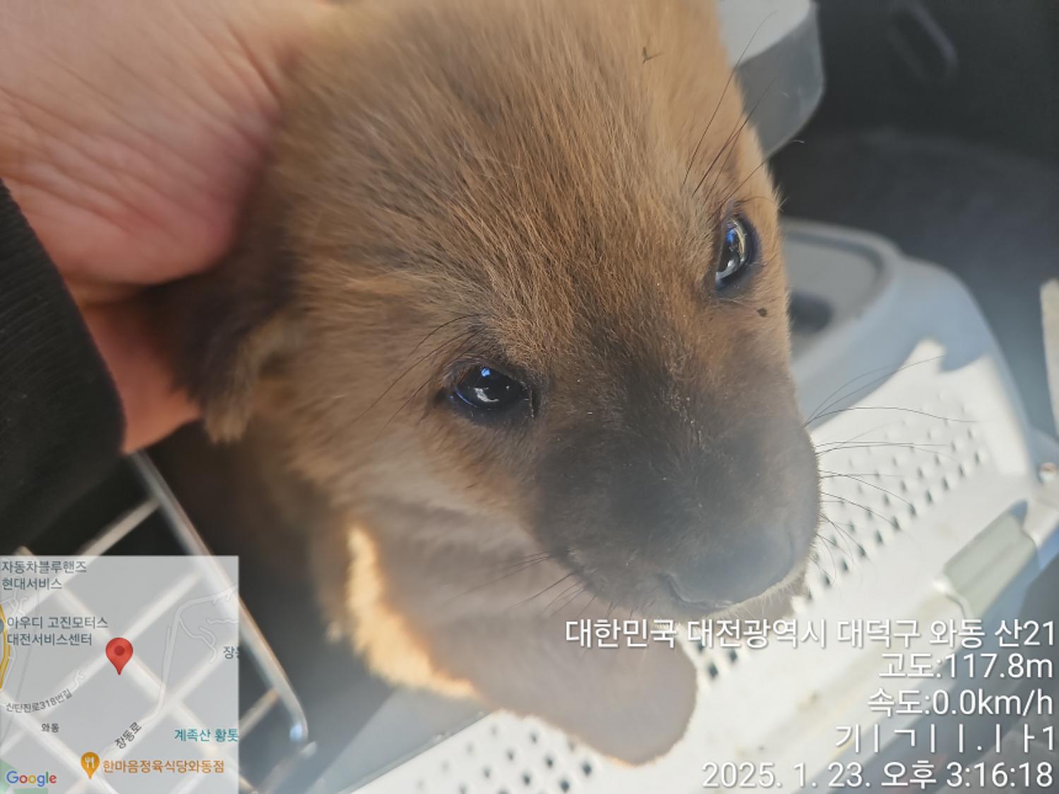 믹스견 이미지 파일 입니다.