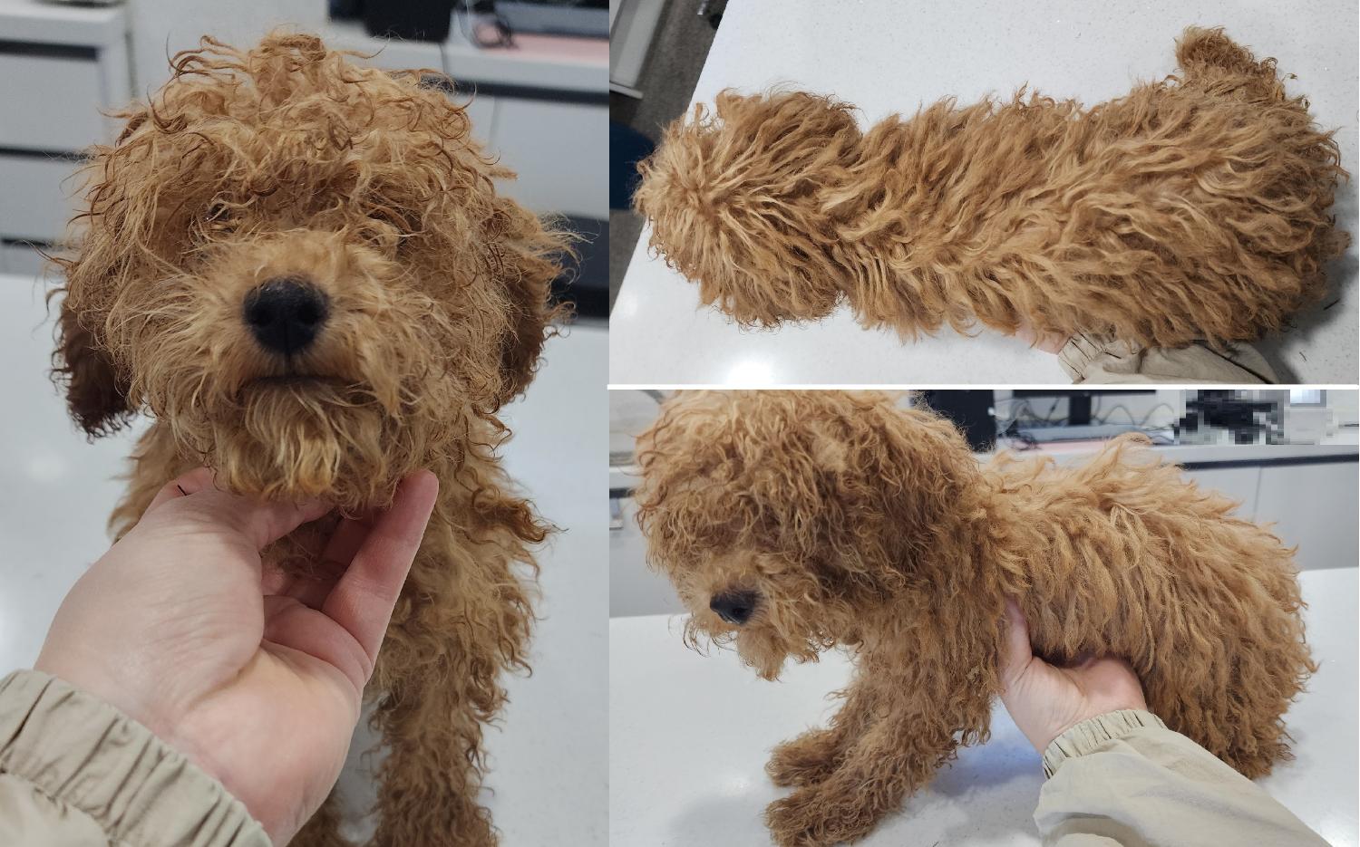 푸들 이미지 파일 입니다.