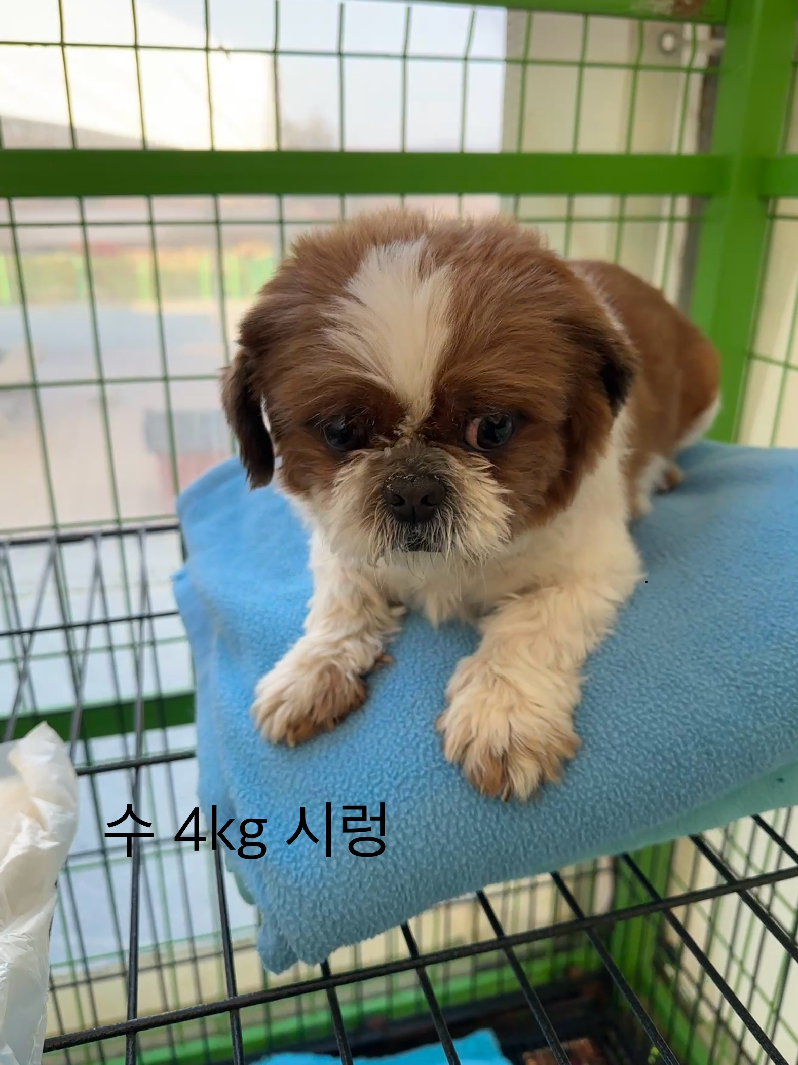 시츄 이미지 파일 입니다.