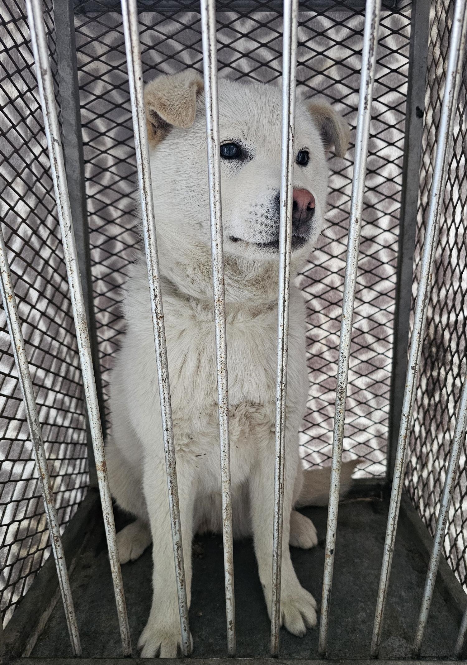 믹스견 이미지 파일 입니다.