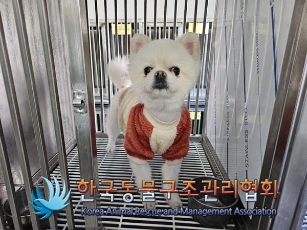 포메라니안 이미지 파일 입니다.