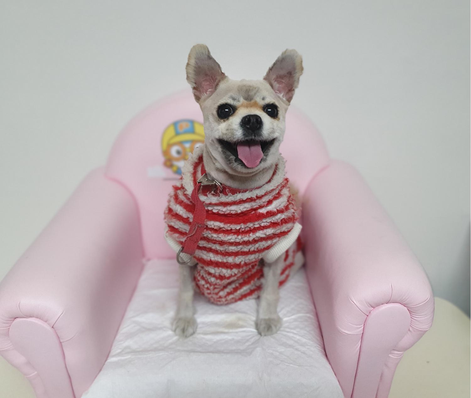 포메라니안 이미지 파일 입니다.