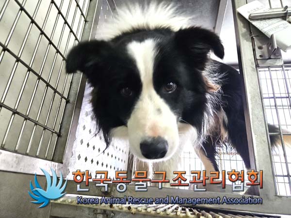 보더 콜리 이미지 파일 입니다.