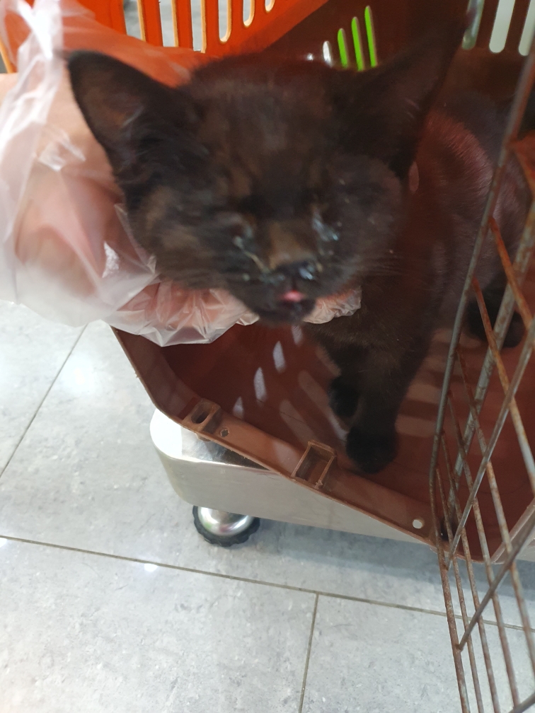 한국 고양이 이미지 파일 입니다.