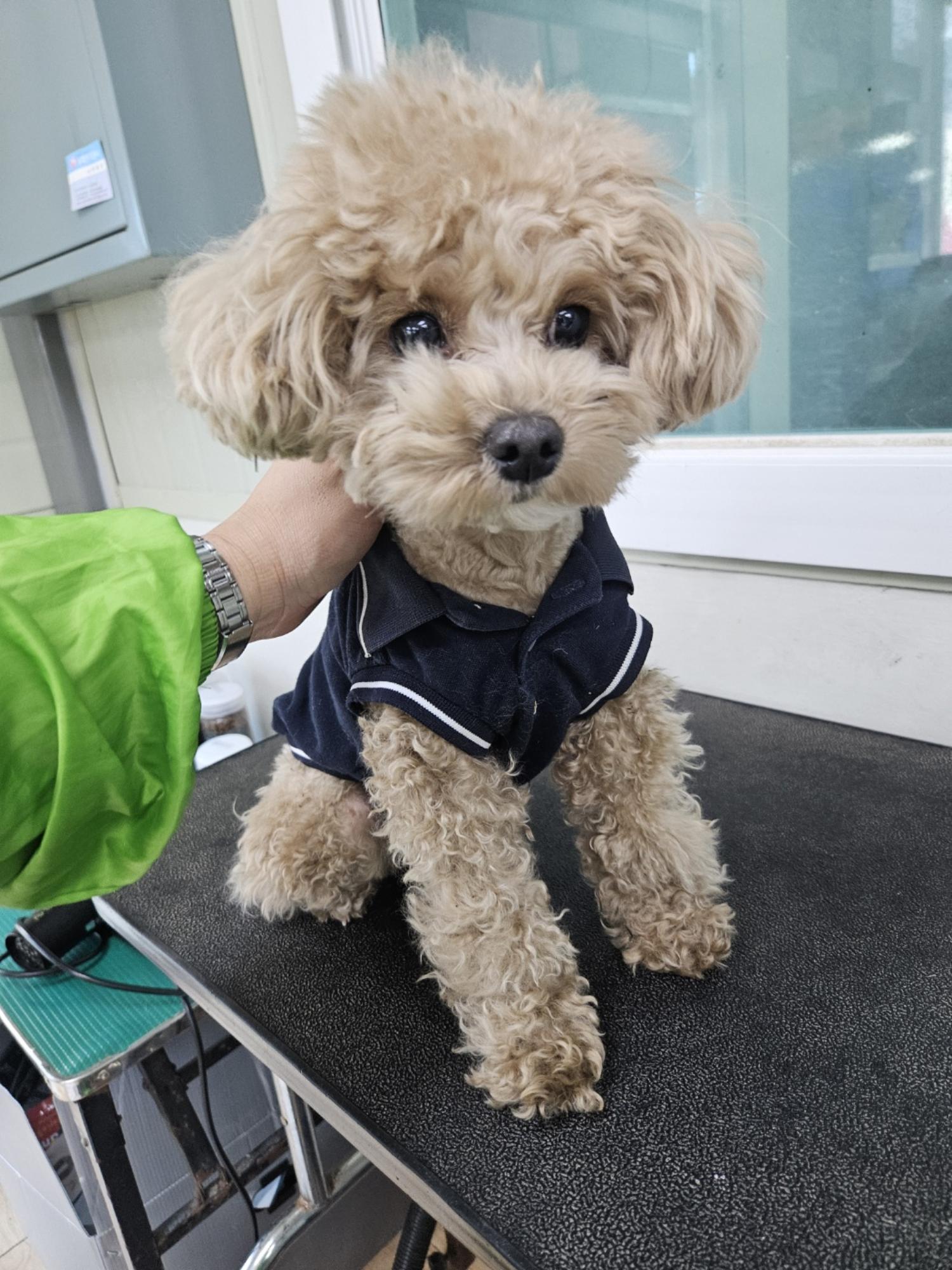 말티푸 이미지 파일 입니다.