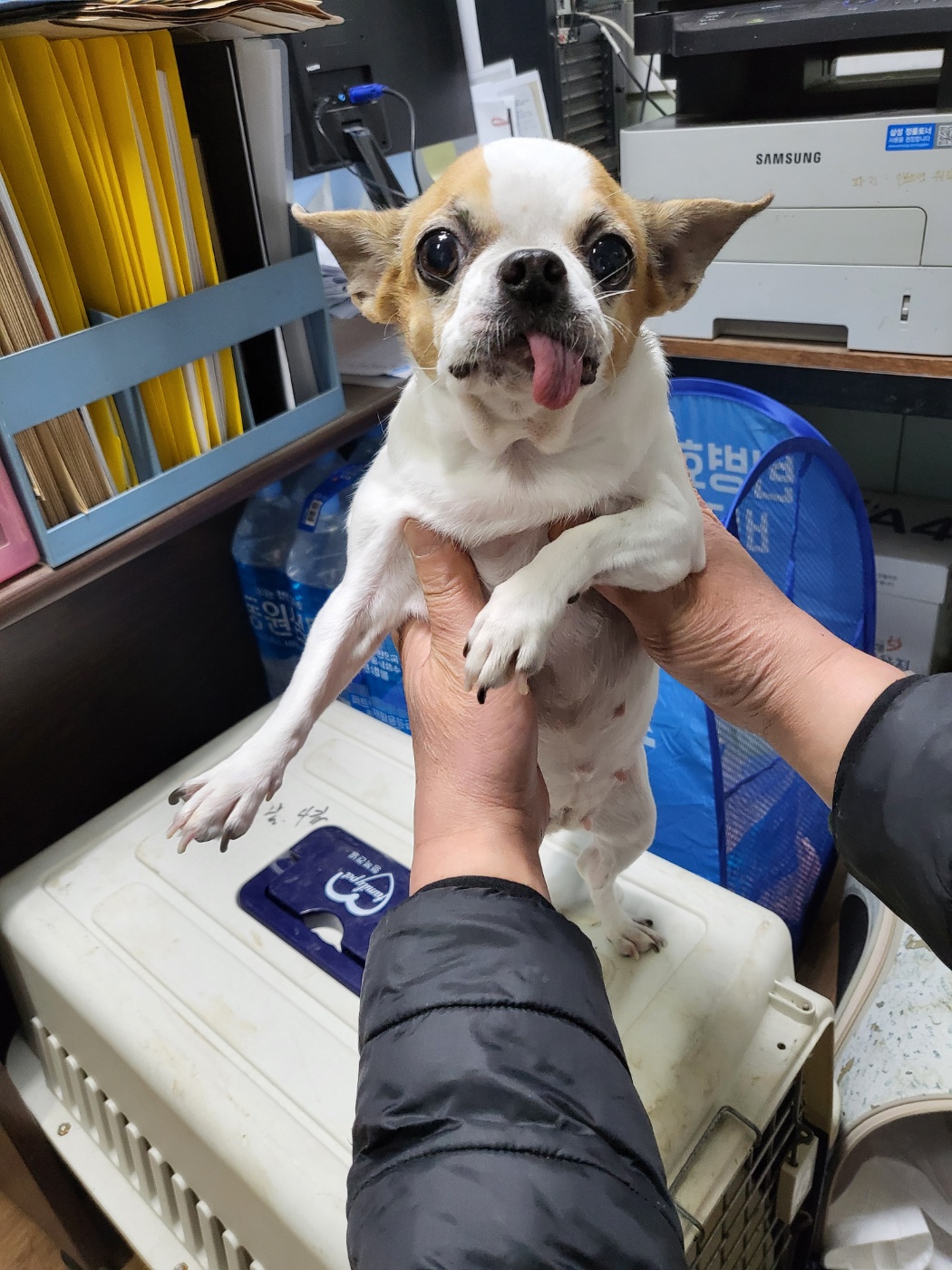 치와와 이미지 파일 입니다.