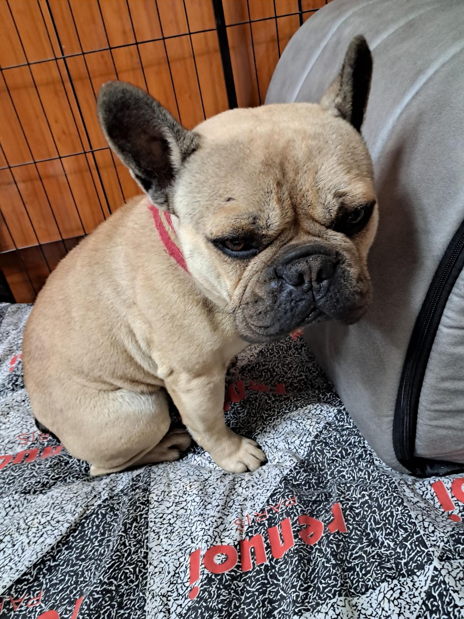 프렌치 불독 이미지 파일 입니다.
