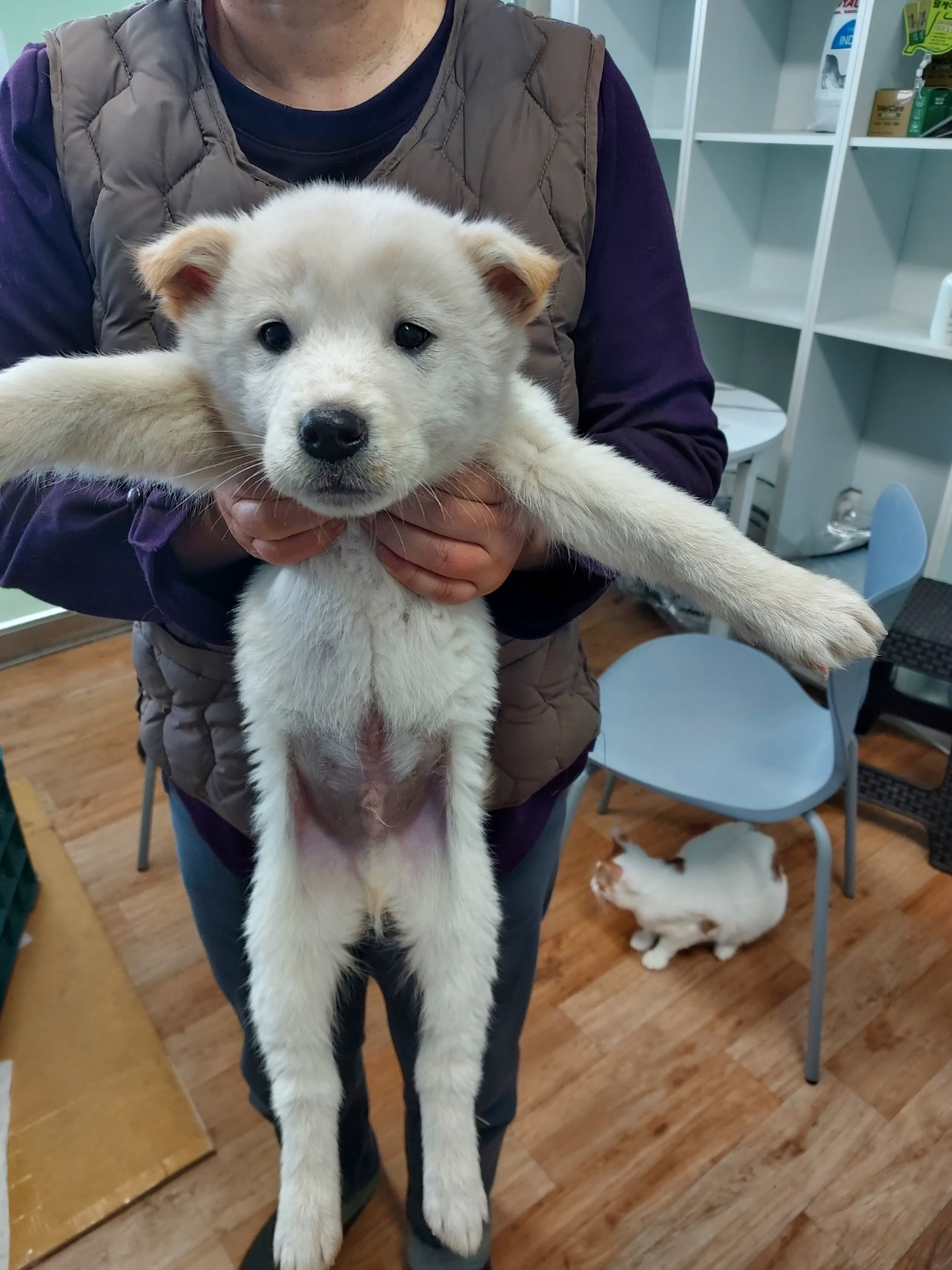 믹스견 이미지 파일 입니다.