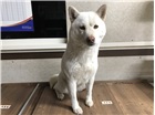 진도견 이미지 파일 입니다.