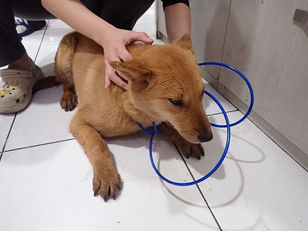 믹스견 이미지 파일 입니다.