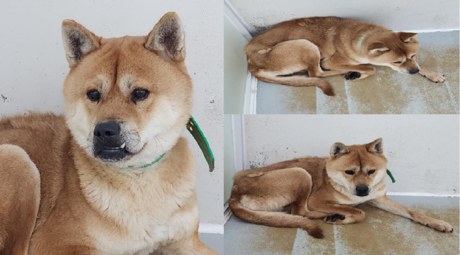 진도견 이미지 파일 입니다.