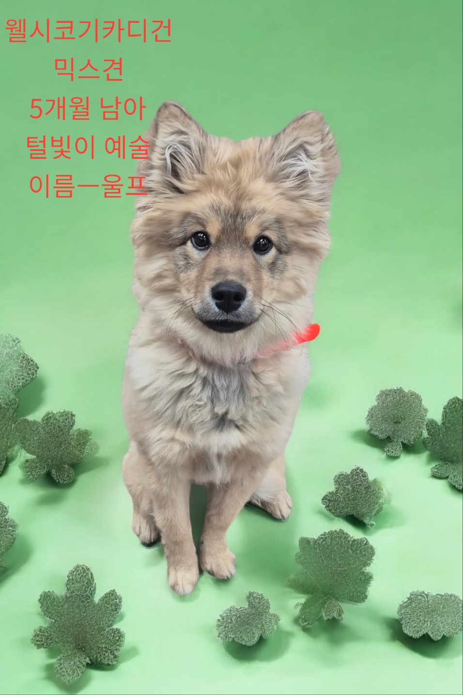 웰시코기카디건허스키믹스 이미지 파일 입니다.