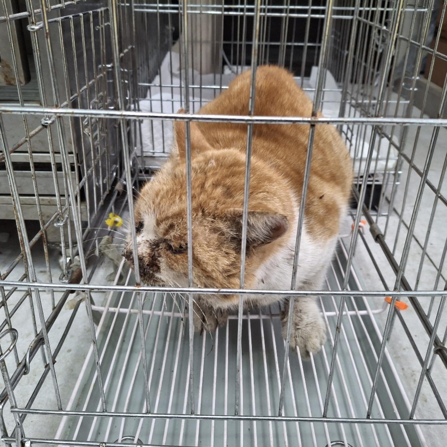 한국 고양이 이미지 파일 입니다.