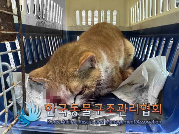 한국 고양이 이미지 파일 입니다.