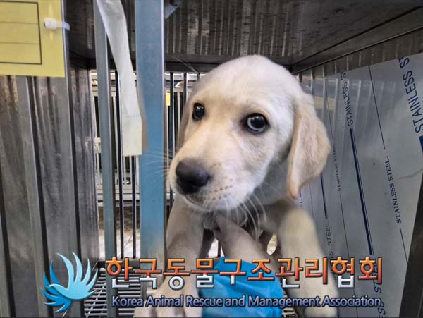 라브라도 리트리버 이미지 파일 입니다.