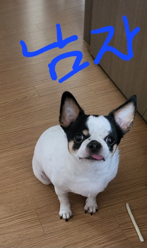 치와와 이미지 파일 입니다.