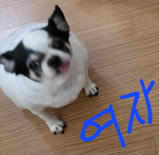 치와와 이미지 파일 입니다.