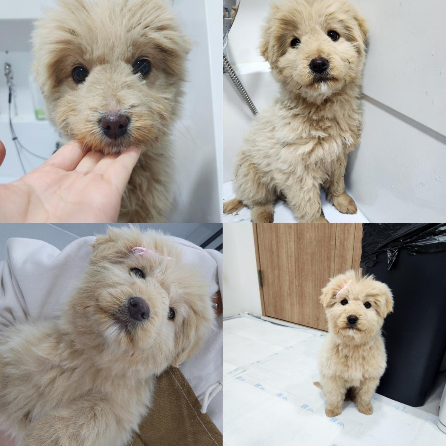 믹스견 이미지 파일 입니다.