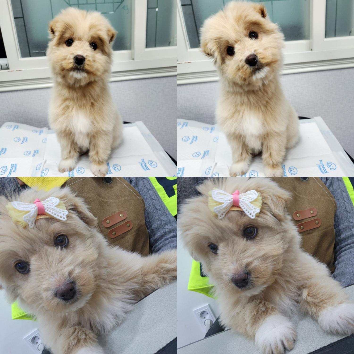 믹스견 이미지 파일 입니다.
