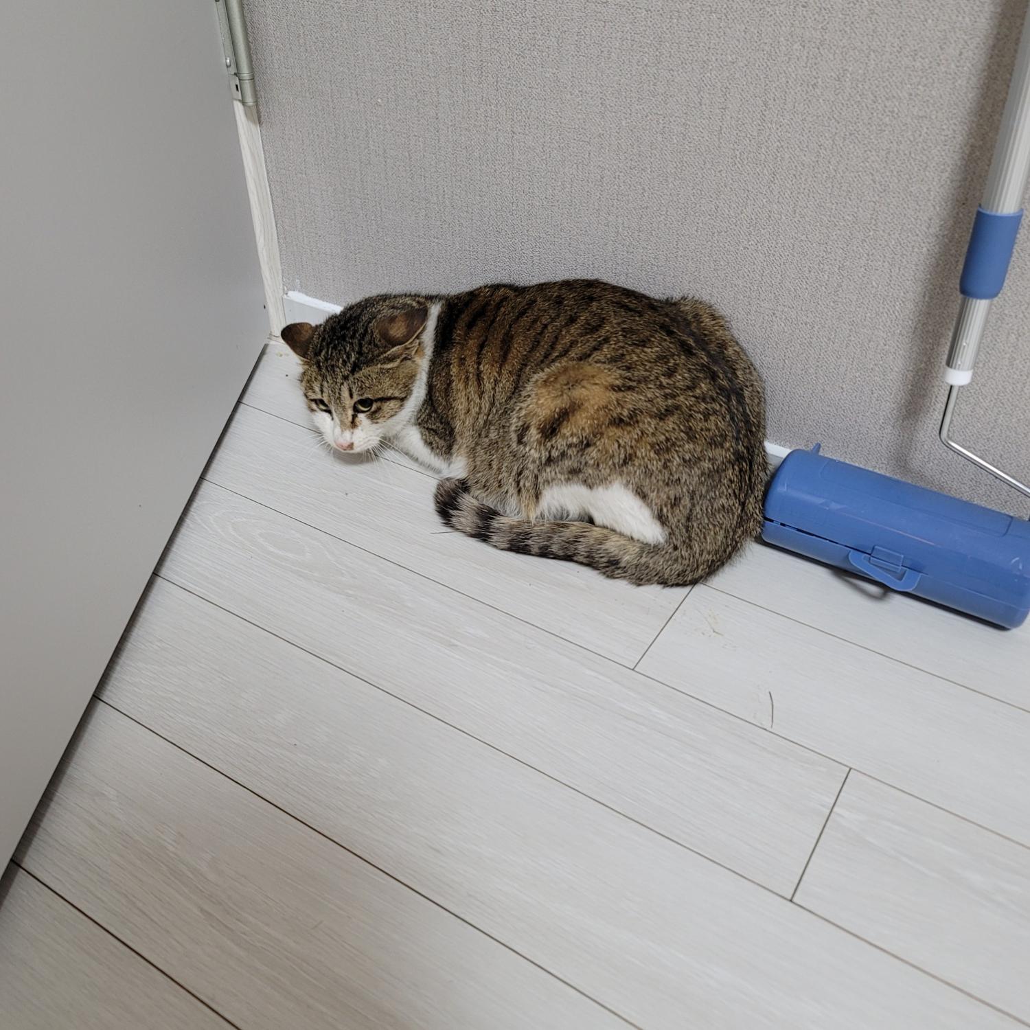 한국 고양이 이미지 파일 입니다.
