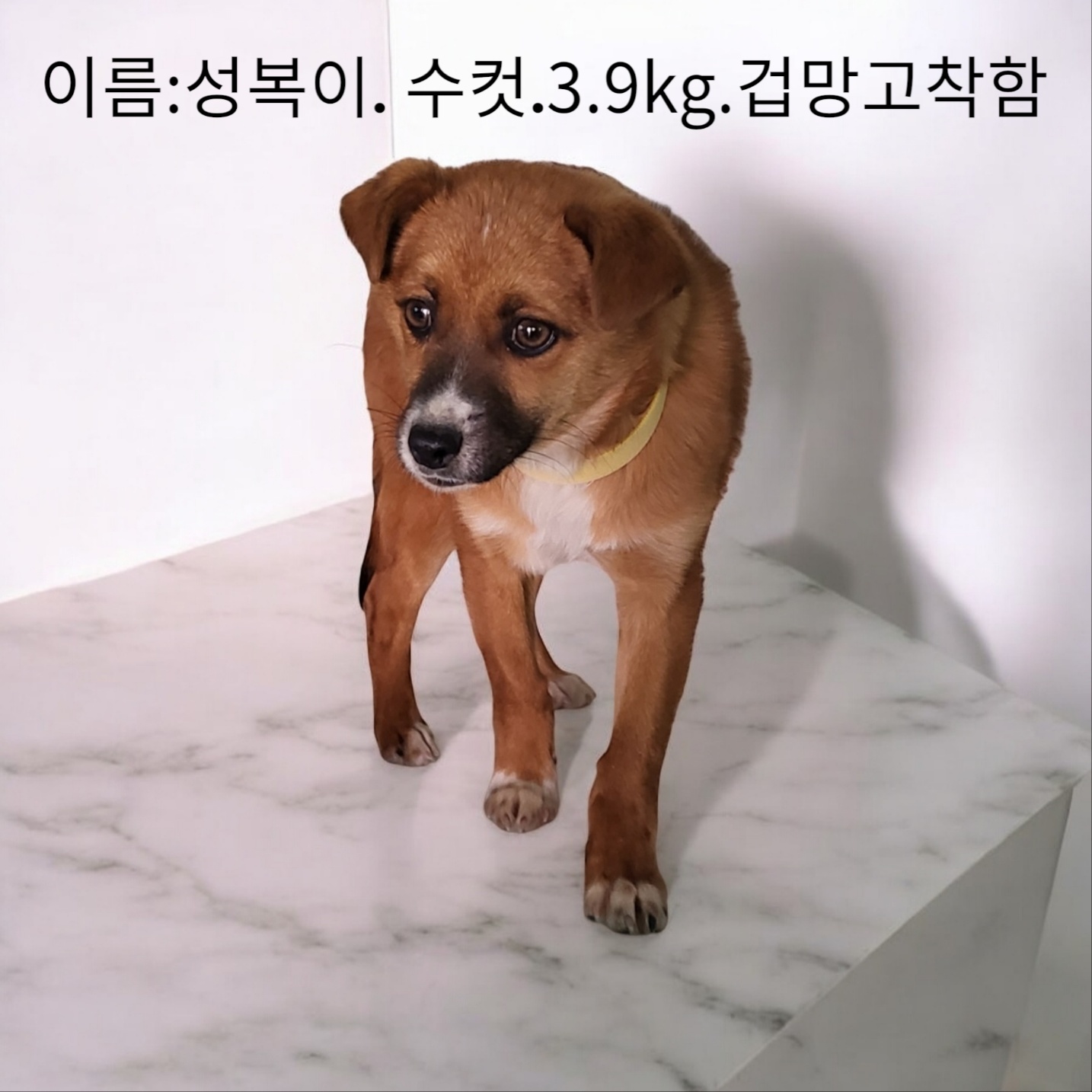 믹스견 이미지 파일 입니다.