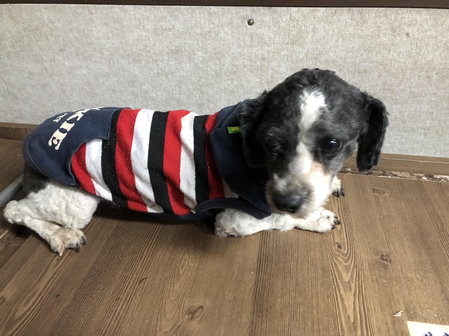 푸들 이미지 파일 입니다.