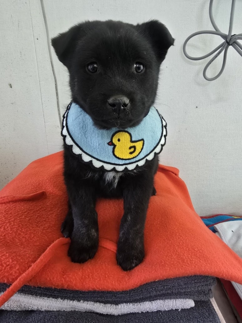 믹스견 이미지 파일 입니다.