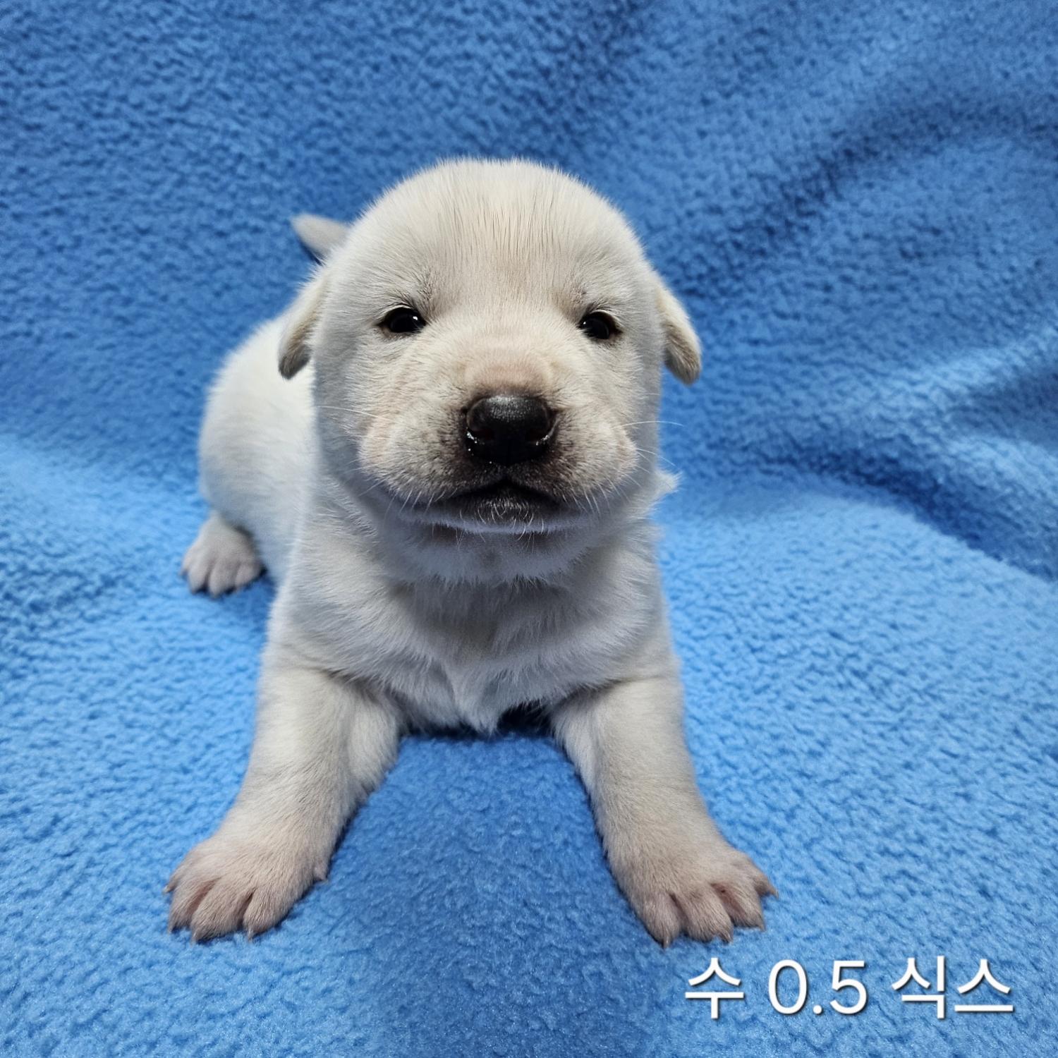 믹스견 이미지 파일 입니다.