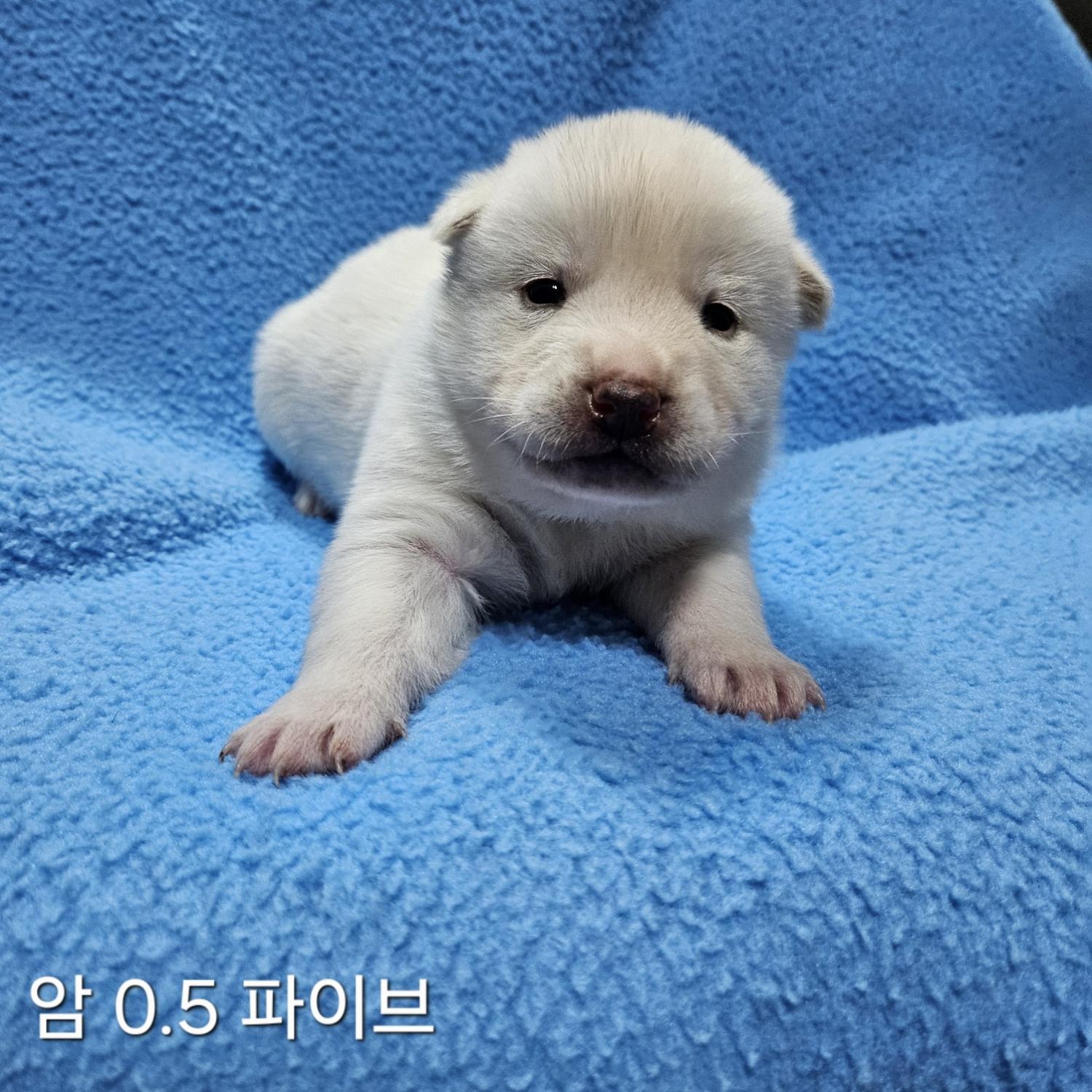 믹스견 이미지 파일 입니다.