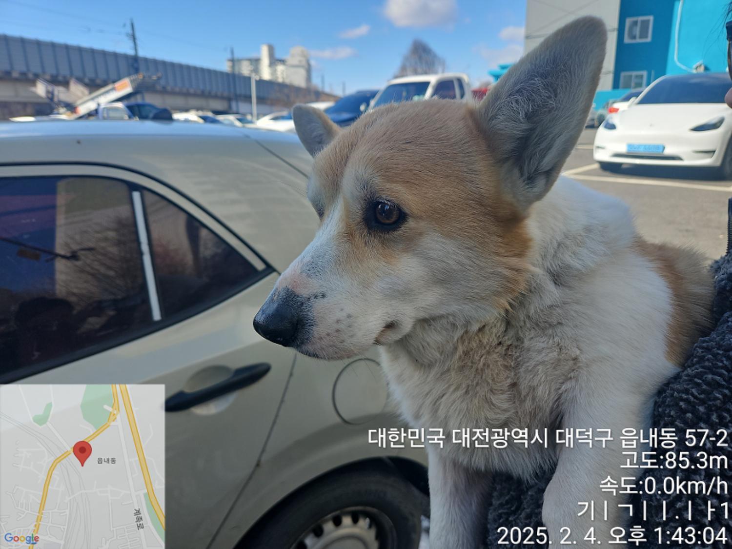 웰시 코기 카디건 이미지 파일 입니다.