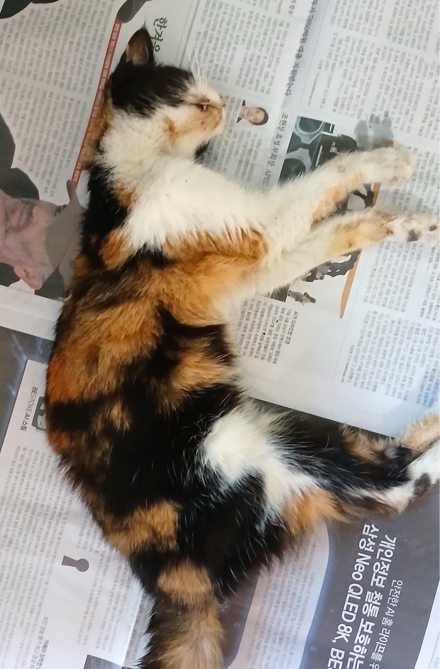 한국 고양이 이미지 파일 입니다.