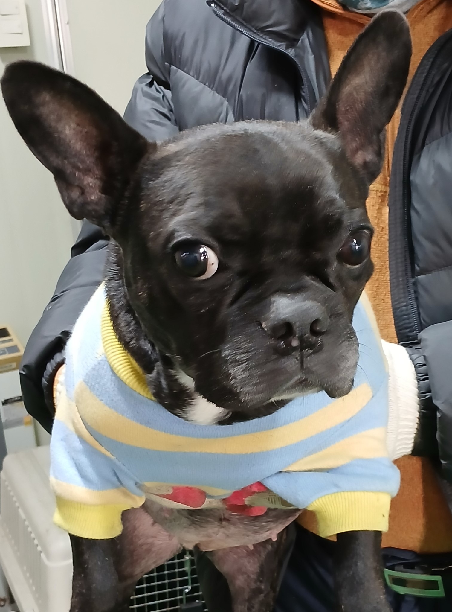 프렌치 불독 이미지 파일 입니다.