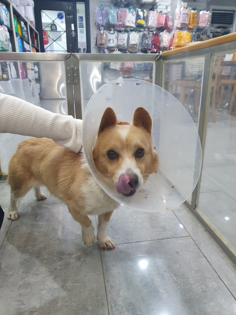 믹스견 이미지 파일 입니다.